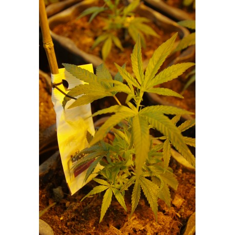 Miete Indoor Culture pro Pflanze